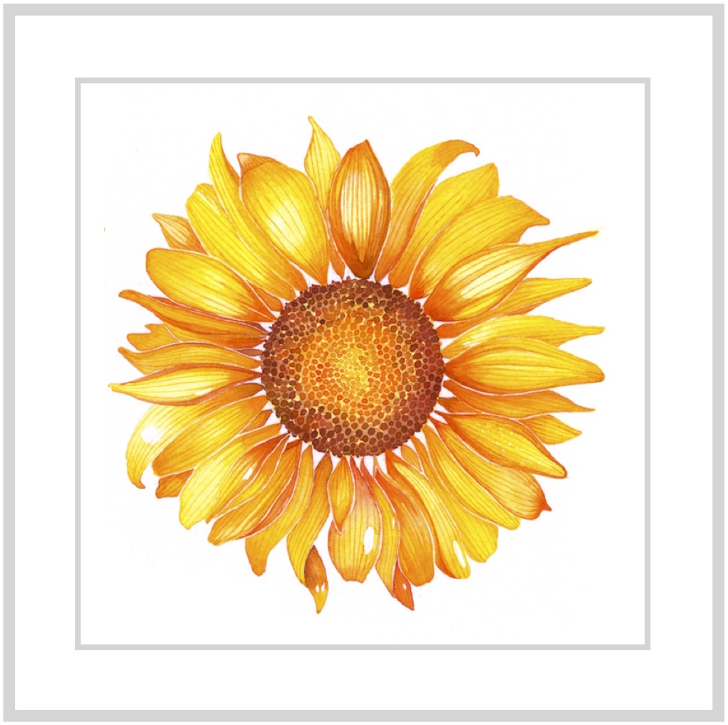 Sunflower – 8″x8″ – Print – Sharon Christensen Fine Art